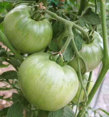 tomate verte