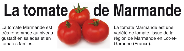 tomate marmande1