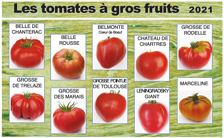 TOMATE GROS FRUITS 2021 2